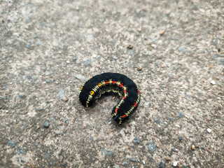 Close-up of a caterpillar on a rough concrete or asphalt surface, this caterpillar is known as the Bedstraw hawk-moth. This caterpillar has brightly colored stripes on its body and is often found in o