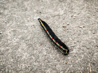 Close-up of a caterpillar on a rough concrete or asphalt surface, this caterpillar is known as the Bedstraw hawk-moth. This caterpillar has brightly colored stripes on its body and is often found in o
