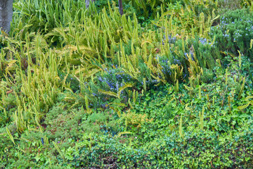 Lush Garden with Succulents and Shrubs