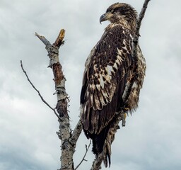 Close-up Profile of Juvenile Bald Eagle Perched on Birch Branch, Detailed Young Raptor Portrait Against Overcast Sky, Wet Feathers Wildlife Photography
