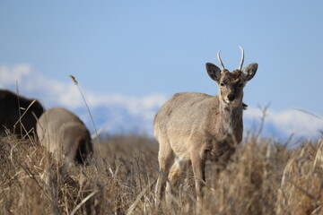 Hokkaido Sika Deer (Cervus nippon yesoensis) in Hokkaido, Japan