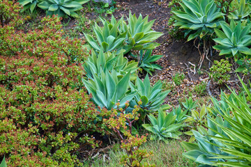 Obraz premium Lush Garden with Succulents and Shrubs