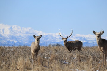 Hokkaido Sika Deer (Cervus nippon yesoensis) in Hokkaido, Japan