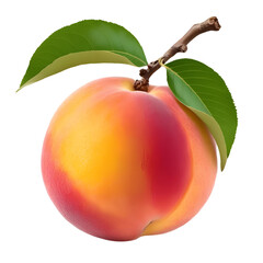 ripe apricots with leaves isolated 