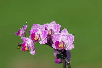 Close up of pink moon orchids (phalaenopsis amabilis) in bloom