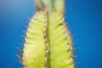 cactus close up