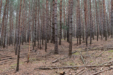 Obraz premium pine forest in cold winter without snow