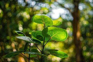 Polyscias fruticose, an amazing tree with bowl leaves for food containers that is safe and environmentally friendly.