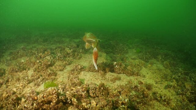Chelidonichthys lucerna tub gurnard fish underwater marmara sea ocean scenery big fish