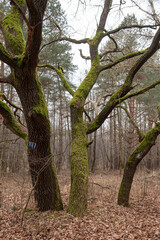 mossy trees in the middle of the pine forest.