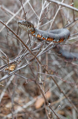 Adult northern water snake basking in a bush two feet up off the ground from Massachusetts in early spring