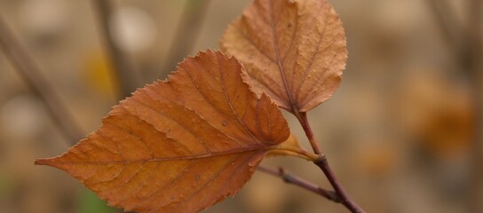 Obraz premium A close-up image focusing on intricate textures of dry fallen autumn leaves