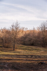 a clearing near a deciduous forest against a bright sky with clouds