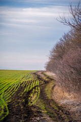 a dirt road with a green field and leafless trees on either side, against a blue sky with clouds