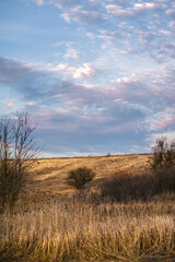 fields and hills covered with thick yellow grass, with leafless trees against a bright blue sky with white clouds