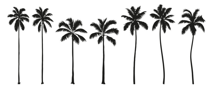 Tropical palm tree set. Collection of monochrome graphic silhouettes. Abstract botanical elements isolated on a white background. 