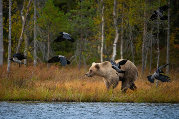 Brown Bear (Ursus arctos). A bear walking along the water’s edge as ravens scatter. Misty forest in the background. A dynamic scene of predator and scavengers.