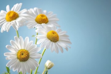 Obraz premium Bright white daisies with yellow centers on a blue background evoke calm feelings. Generated AI