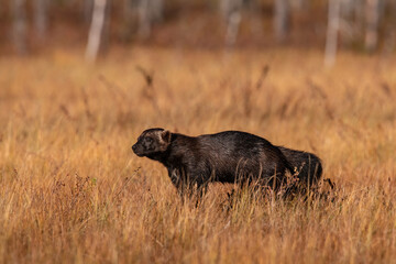 Wolverine (Gulo gulo). A solitary predator moving through golden grass. Boreal forest with soft autumn sunlight. Intense focus and determination in the wild.