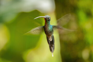 Green Hermit (Phaethornis guy). Bird Hovering in Midair. Tropical Rainforest. Blurred Wings and Captivating Motion.