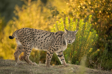 Iberian Lynx (Lynx pardinus). A rare wild cat prowling through golden vegetation. Mediterranean...