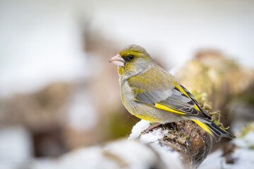 European Greenfinch (Carduelis chloris). Small passerine perched on a snow-covered branch. Winter forest environment. Subtle green-yellow plumage contrasts against the frosty landscape.