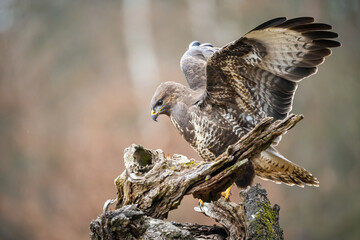 Common Buzzard (Buteo buteo). A raptor landing on a gnarled tree branch. Woodland edge with blurred background. Focused gaze and poised for balance.