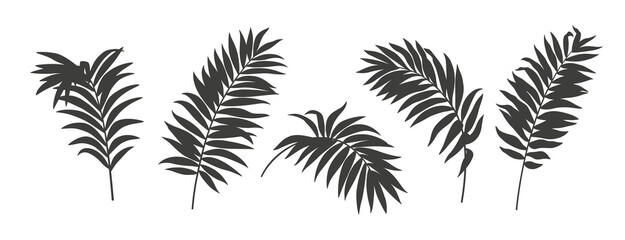 Set of tropical palm leaves. Silhouettes isolated on a white background. Monochrome elements. Black and white design. Vector illustration.