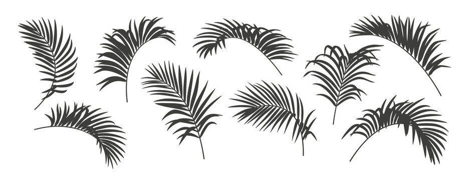 Set of tropical coconut palm leaves. Silhouettes isolated on a white background. Monochrome elements. Black and white design. Vector illustration.