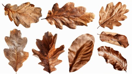 Fototapeta premium A collection of dry oak leaves isolated on a white background, perfect for design elements and natural themes.