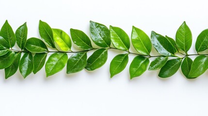 Vibrant Green Leaves Branch on White Background