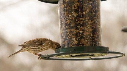 House Sparrow