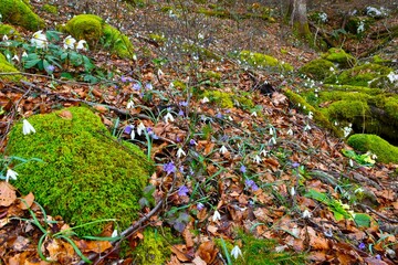 Forest ground with white snowdrop (Galanthus nivalis) and purple common hepatica (Anemone hepatica) flowers