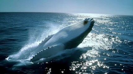 Fototapeta premium A graceful humpback whale