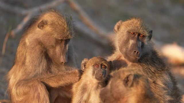Baboons are large primates in Africa, considered Old World monkeys. Monkey troop or family group. Mother grooming a baby at sunrise. Slow motion, 25 percent natural speed.
