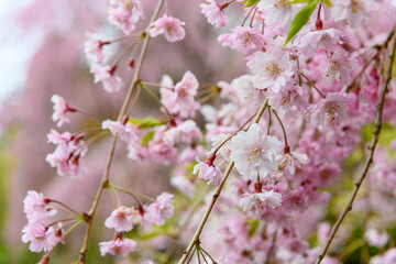 満開のしだれ桜の花