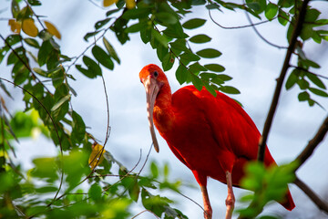 Scarlet Ibis (Eudocimus ruber), native to South America and the Caribbean, wading in shallow waters