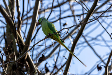 Rose-ringed Parakeet (Psittacula krameri), native to Asia and Africa, perched in tropical woodlands.