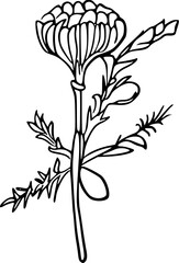 Flower line art illustration, floral vector drawing