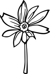 Flower line art illustration, floral vector drawing