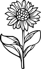 Flower line art illustration, floral vector drawing