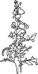 Floral line art drawing, line art flower illustration
