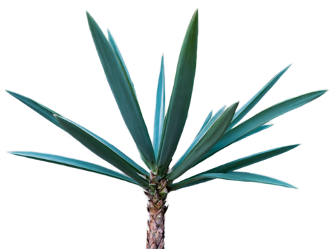 A captivating close up view of a detailed yucca plant with sword like leaves