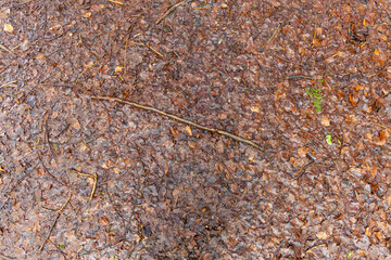 Fallen Leaves and Twigs on Damp Forest Floor in Autumn