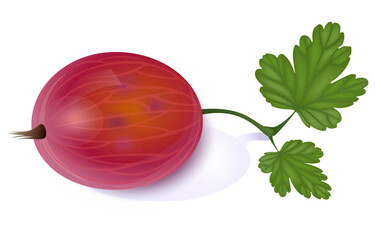 Beautiful translucent red gooseberry
 on white background with leaf