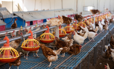 Group of white and brown chickens on farm. Chicken feeding indoors