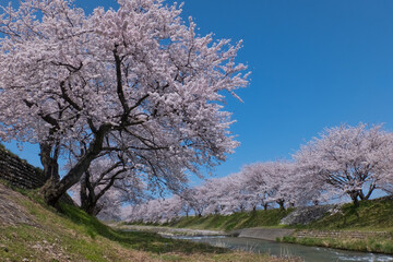 春満開のあさひ舟川 舟川べり桜並木
