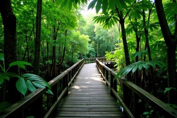 Fototapeta premium Elevated boardwalk meanders through lush mangrove swamp , trail, roots, canopy
