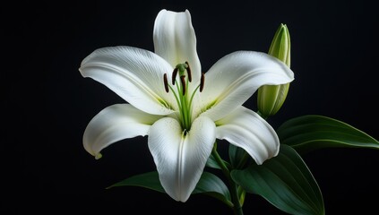 Fototapeta premium Elegant white lily in bloom against a dark backdrop.