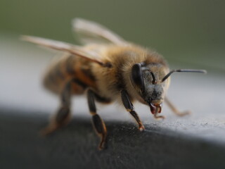 close up of a honey bee with antenna and hair and wings